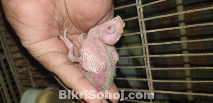 Cockatiel muster breeding pair with 2 baby